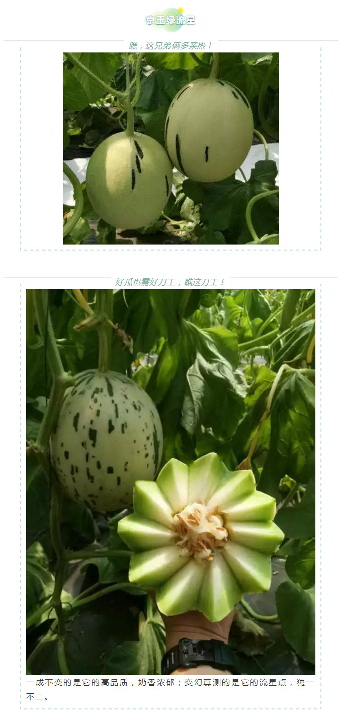 瓜香引人，效益留人——京玉系列_07.jpg