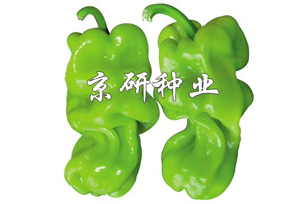 京研皺皮3號(hào)